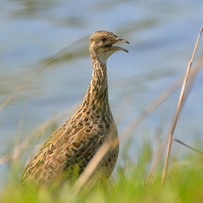 Huayco Tinamou